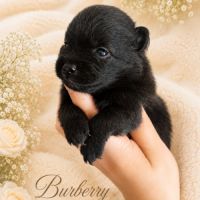 À réserver chiots spitz allemand petit gabarit