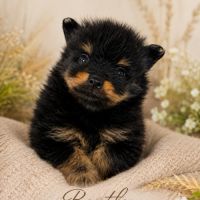 À réserver chiots spitz allemand petit gabarit