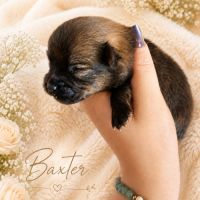 À réserver chiots spitz allemand petit gabarit #7
