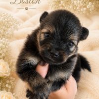 À réserver chiots spitz allemand petit gabarit #8
