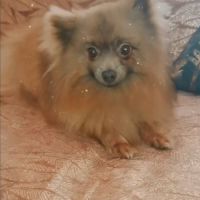 À réserver chiots spitz allemand petit gabarit #10