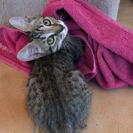 Adorable chaton de 2 mois et demi #1