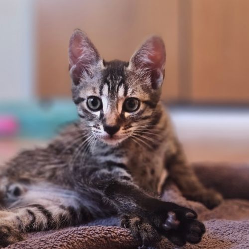 Adorable chaton de 2 mois et demi #0