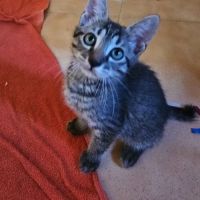 Adorable chaton de 2 mois et demi #2