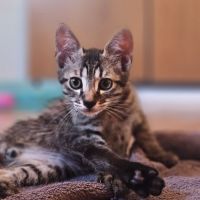 Adorable chaton de 2 mois et demi