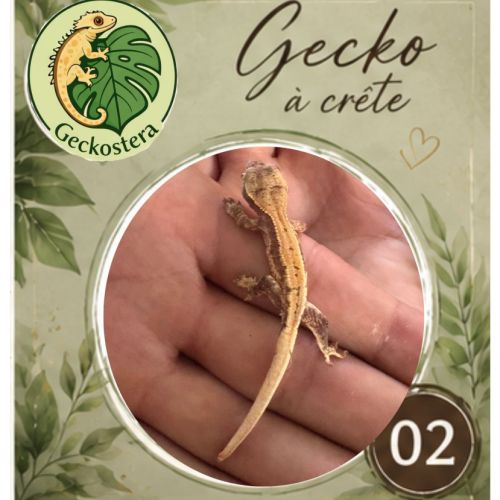 Gecko a crete juvenille #1