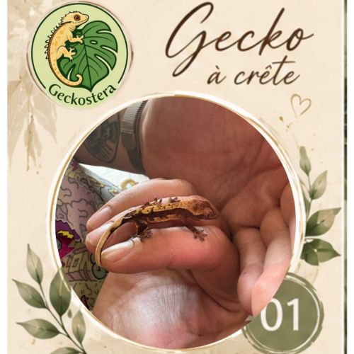 Gecko a crete juvenille #2