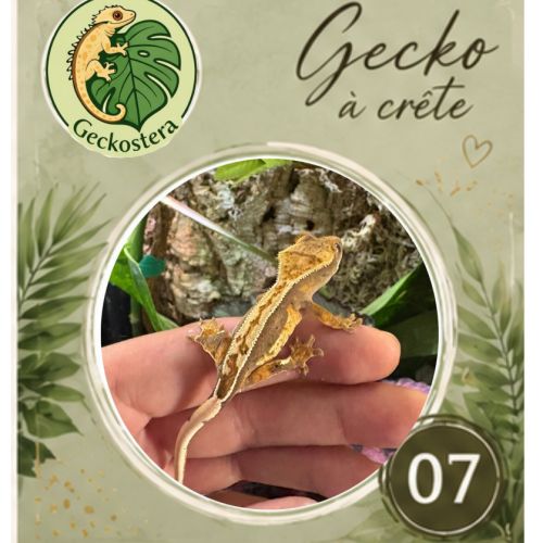 Gecko a crete juvenille #3