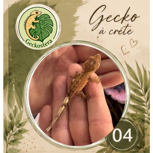 Gecko a crete juvenille #4