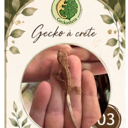 Gecko a crete juvenille #6