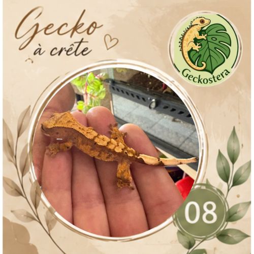 Gecko a crete juvenille #7