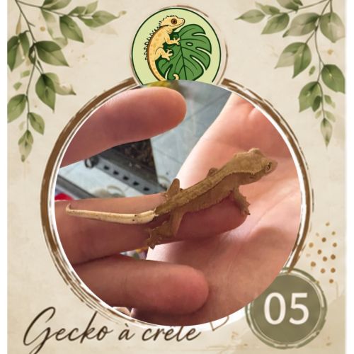Gecko a crete juvenille #8