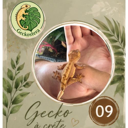 Gecko a crete juvenille #10