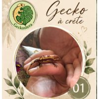 Gecko a crete juvenille #2