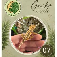 Gecko a crete juvenille #3