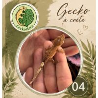 Gecko a crete juvenille #4