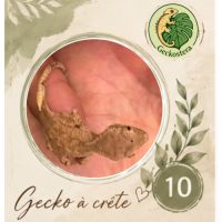 Gecko a crete juvenille