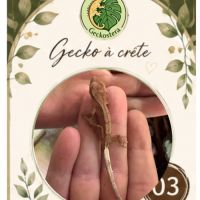 Gecko a crete juvenille #6