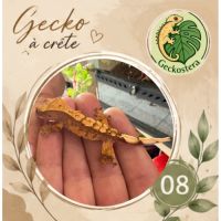 Gecko a crete juvenille #7