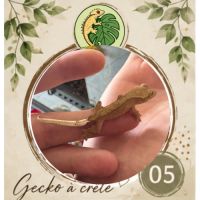 Gecko a crete juvenille #8