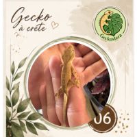 Gecko a crete juvenille #9