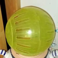 Magnifique gerbille beige/crème de 1 an et demi. #6