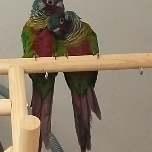 Conure emma #1