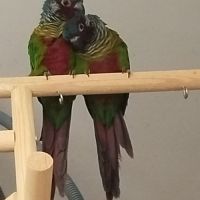 Conure emma #1