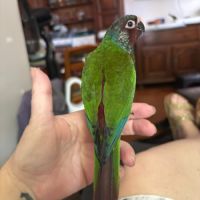Conure emma