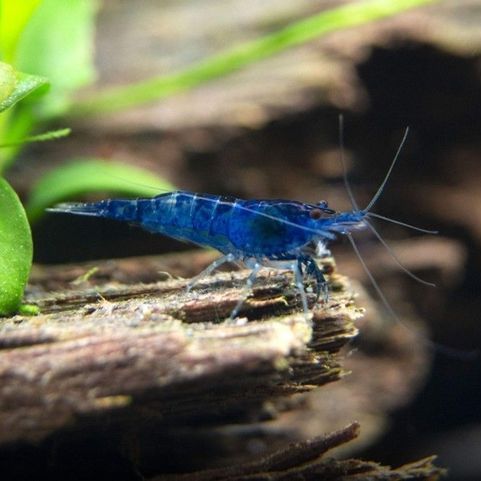 Crevettes blue velvet #1