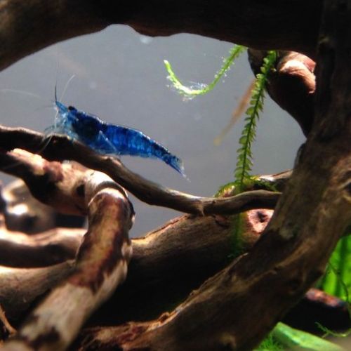 Crevettes blue velvet #2