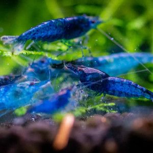 Crevettes blue velvet