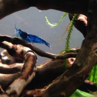 Crevettes blue velvet #2