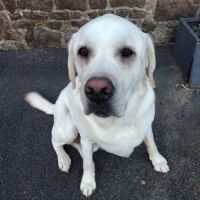 Donne adorable tango