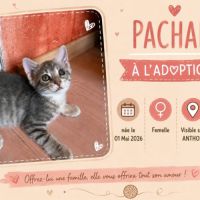 Pachae #3