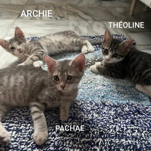 Archia #2