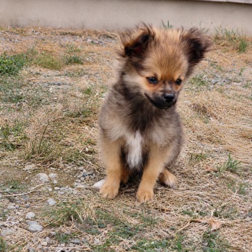 Chiot pomchi mâle #1
