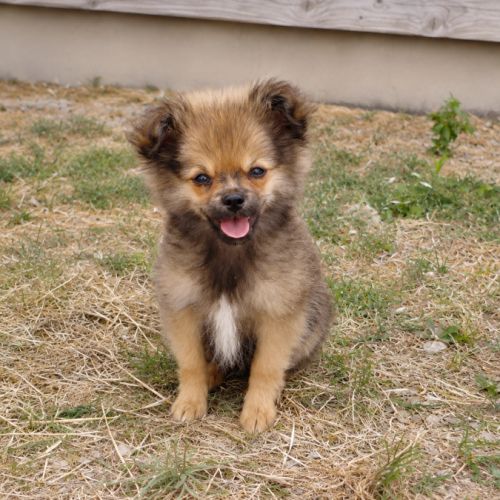 Chiot pomchi mâle