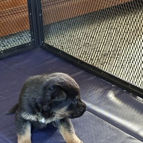 Berger allemand lof #2