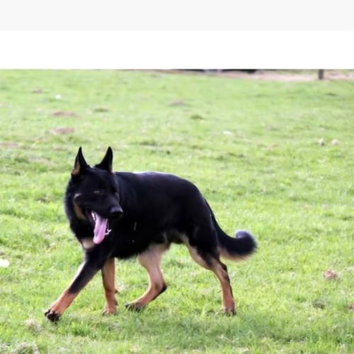 Berger allemand lof #5