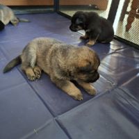 Berger allemand lof #4