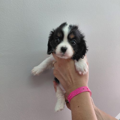Chiots cavalier king charles #4