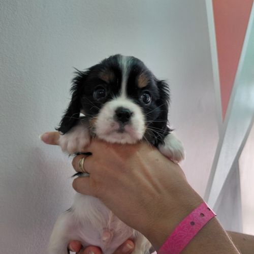 Chiots cavalier king charles #8