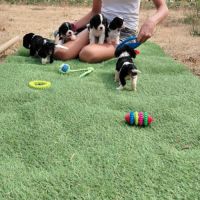 Chiots cavalier king charles