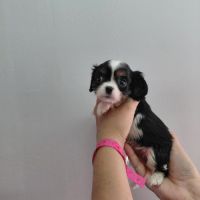 Chiots cavalier king charles #2