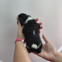 Chiots cavalier king charles #3