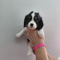 Chiots cavalier king charles #4