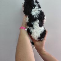 Chiots cavalier king charles #5