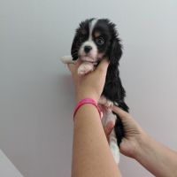 Chiots cavalier king charles #6