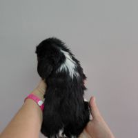 Chiots cavalier king charles #7